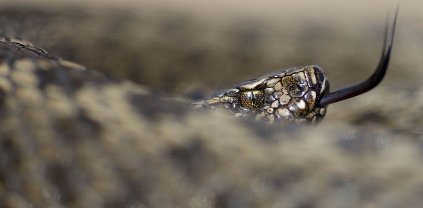 Why snake venom may have evolved to catch dinner, not for defence
