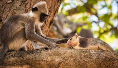 Monkeys keep pets too – animal specialist on the world of interspecies friendship