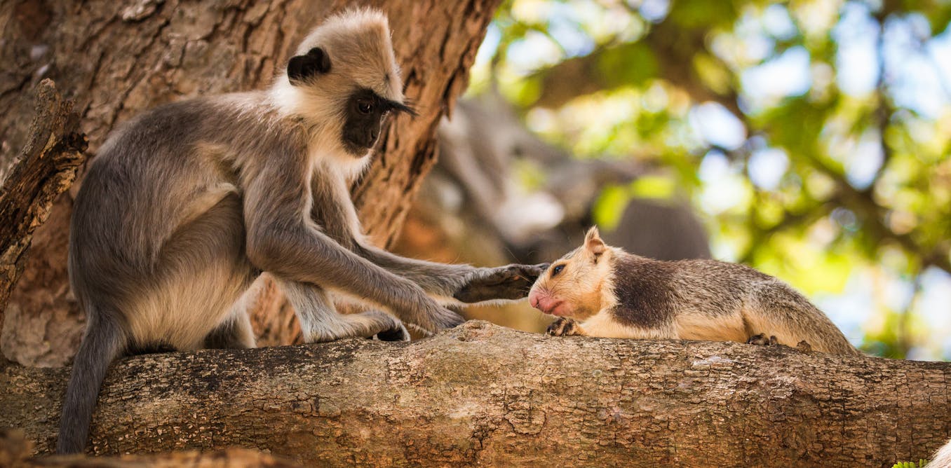Monkeys keep pets too – animal specialist on the world of interspecies friendship