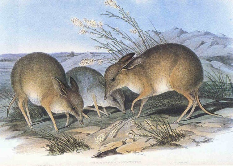 painting of three extinct bandicoots, small brown animals.
