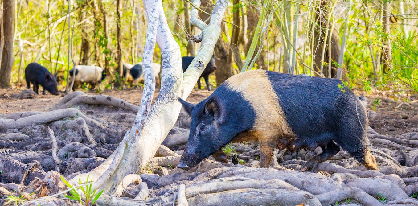 Controlling wild pigs can work if it’s a group effort