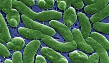 Flesh-eating bacteria are devouring limbs in warming waters worldwide − here’s how to protect yourself