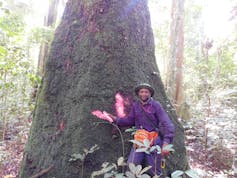 A man with a hat standing under a very tall tree in a rainforest.