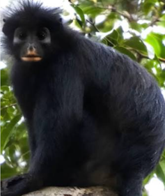 A black monkey with spiky hair and orange lips looks directly at the camera.