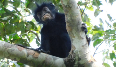Orange lips and roaring calls: meet the DRC’s shy new rainforest monkey