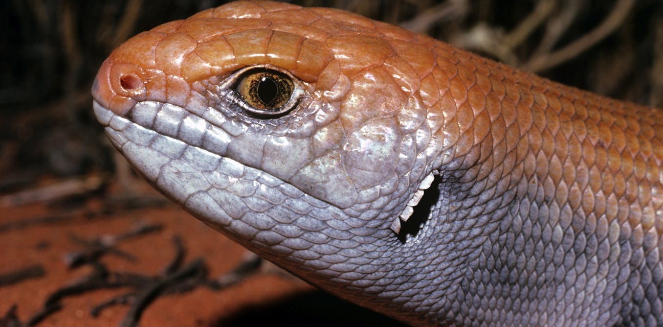 Safe havens protect Australian mammals from invasive predators. Why aren’t they working for other animal groups?