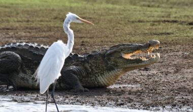 Crocodiles can’t fly. Birds can. Scientists have finally figured out why