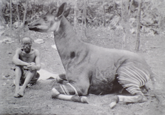A man sits on the ground next to a very large okapi