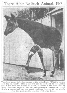 An old news clipping showing an okapi that was given to the UK by King Leopold II