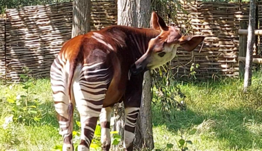 Okapi: new book celebrates a once famous animal and recovers Indigenous experts’ place in its history