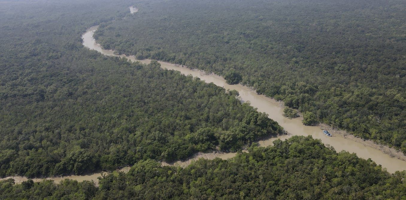 Ecological collapse in the world’s largest mangrove forest is a preview of what’s to come