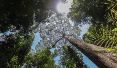 The world’s biggest trees could hold the secret to coping with drought