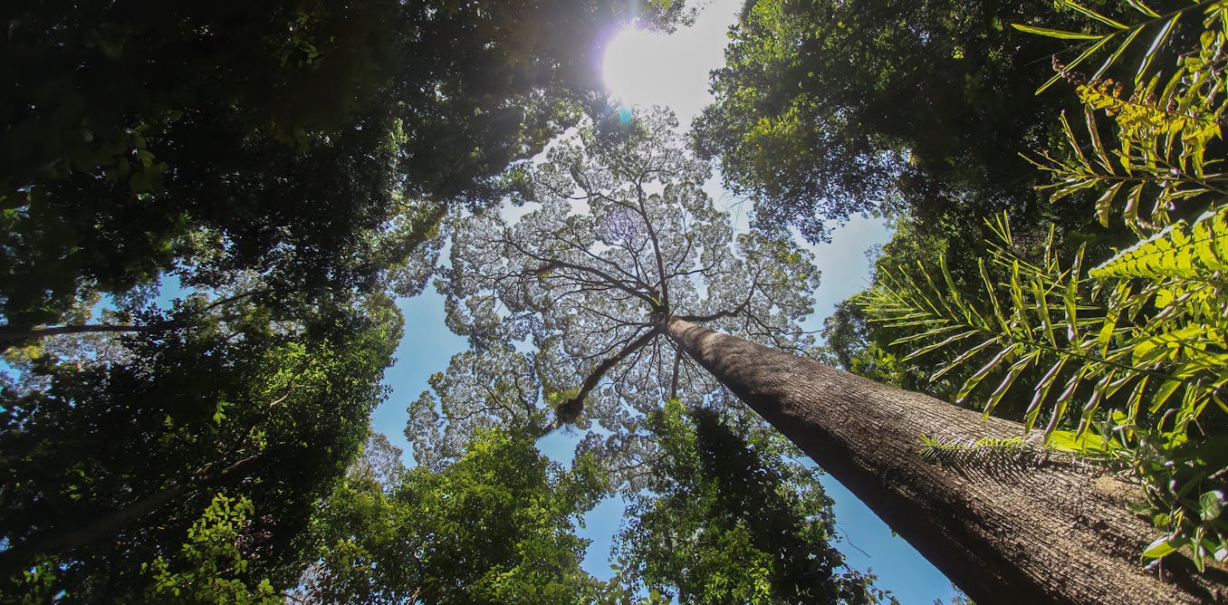 The world’s biggest trees could hold the secret to coping with drought