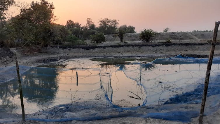 A shrunken, netted aquaculture pond in the Sundarbans at dusk, its water line receded and surrounded by dry, cracked land.