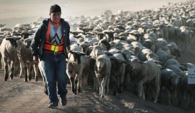 Relentless heat and drought take a toll on herders’ physical and mental health, in Kenya and the US