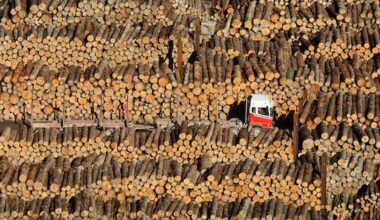 Gisborne forestry harvest halted – consent conditions 'unworkable'
