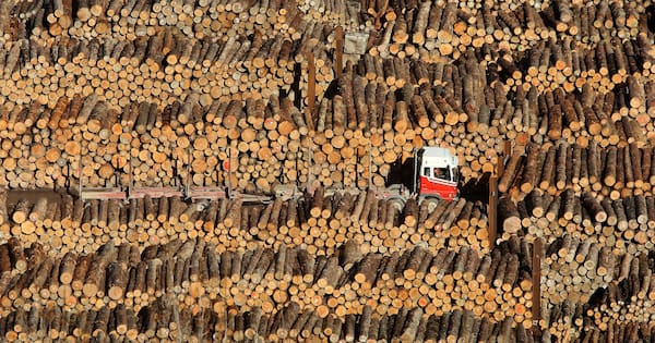 Gisborne forestry harvest halted – consent conditions 'unworkable'