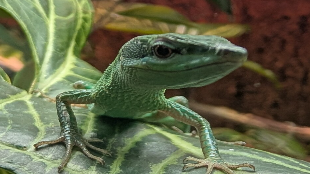 Front view of a captive Sakishima grass lizard. Image credits: Wikimedia Commons 