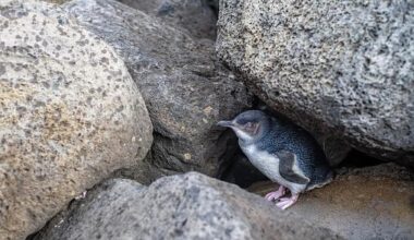 ‘List of doom’: Hundreds of species facing heightened bird flu risk in Australia
