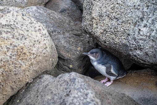 ‘List of doom’: Hundreds of species facing heightened bird flu risk in Australia