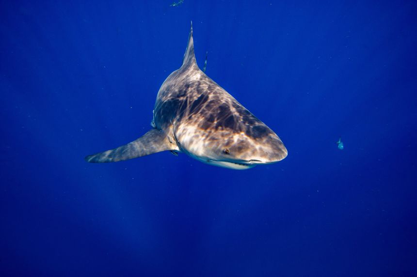A bull shark in the sea off Florida. The Ganges shark has sometimes been mistaken for the bull shark in the past, though the latter is not a true river shark and only spends some of its time in fresh and brackish water.