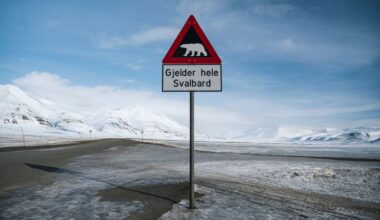 Person fined $5,000 for using foghorn to disturb sleeping polar bear