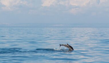 A dolphin saved its founder 4,000 years ago. Now this city is returning the favor