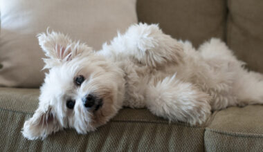 Scientists just created an allergy-free dog