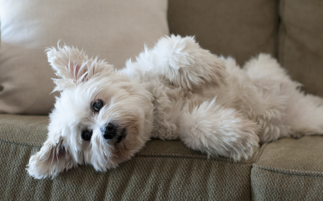 Scientists just created an allergy-free dog