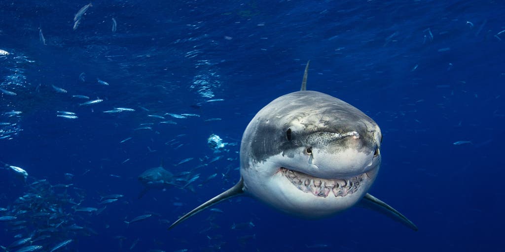 How do great white sharks get their name?