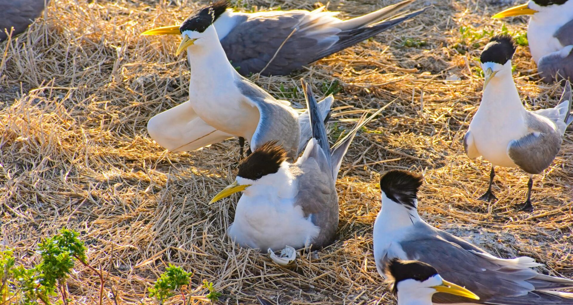‘Deeply concerning': mass deaths spark bird flu alarm in Australia