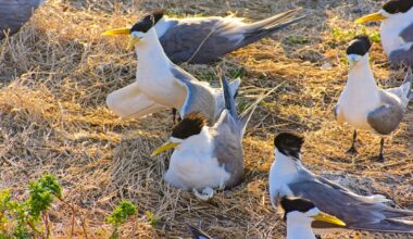 ‘Deeply concerning': mass deaths spark bird flu alarm in Australia
