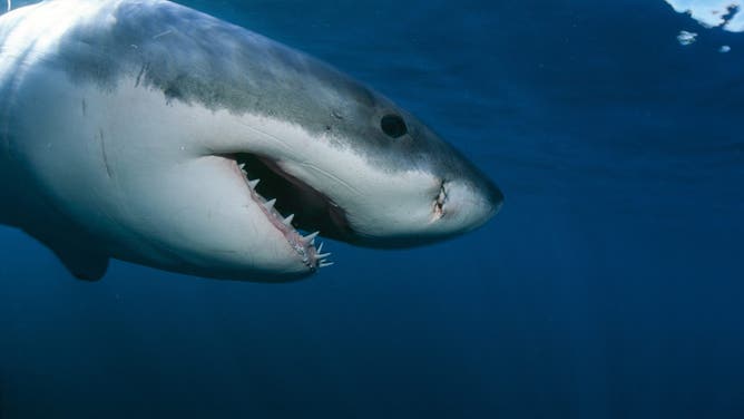 Great White Shark, Carcharodon carcharias, near the water surface, six nautical miles from the coast of Gansbaai, quite close to Dyer Island and Geyser Rock
