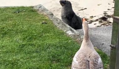 Hiss off: Broad Bay goose defends turf from sea lion