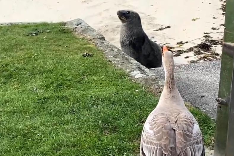 Hiss off: Broad Bay goose defends turf from sea lion