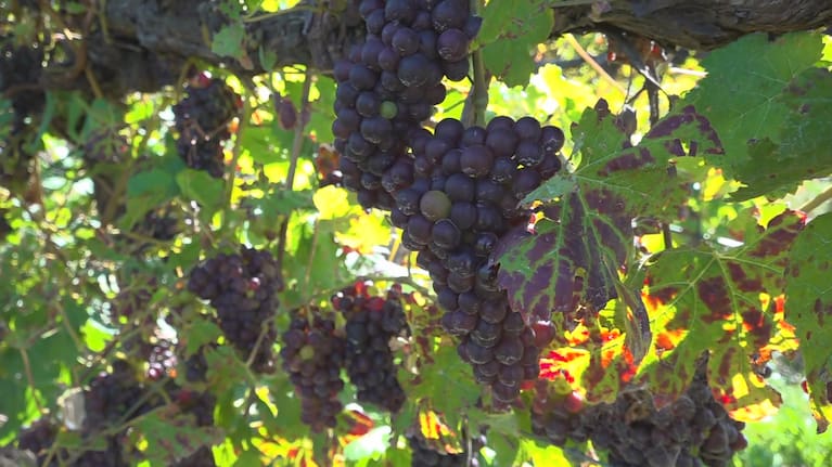 Grapes on the vine (file image).