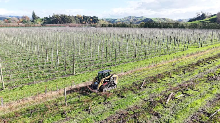 Grapevines being torn out in Gisborne.