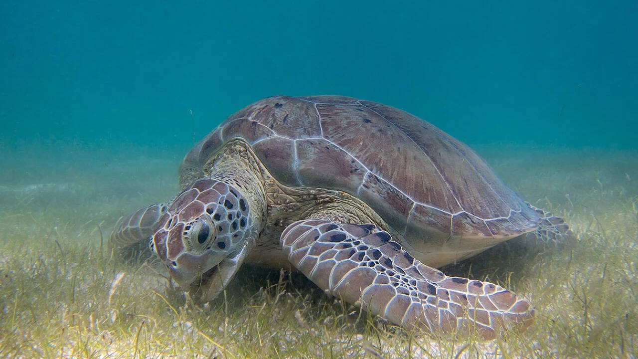 Limpus's groundbreaking research enhanced our comprehension of nesting behaviours and migration routes, playing a pivotal role in crafting essential conservation strategies and safeguarding natural habitats. Image Credits: Wikimedia Commons Green_Sea_Turtle_grazing_seagrass
