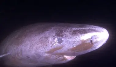 This shark can live 400 years. Its eyes barely seem to age