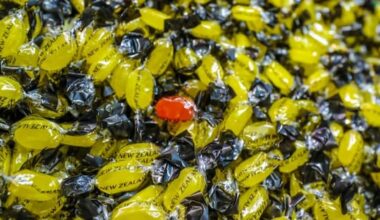 Air NZ lolly maker on most popular flavour, how many you should take