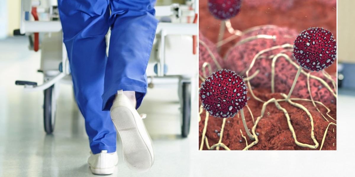 Mould infection: Scientists sound alarm as lethal fungal infection kills a third of hospital patients
