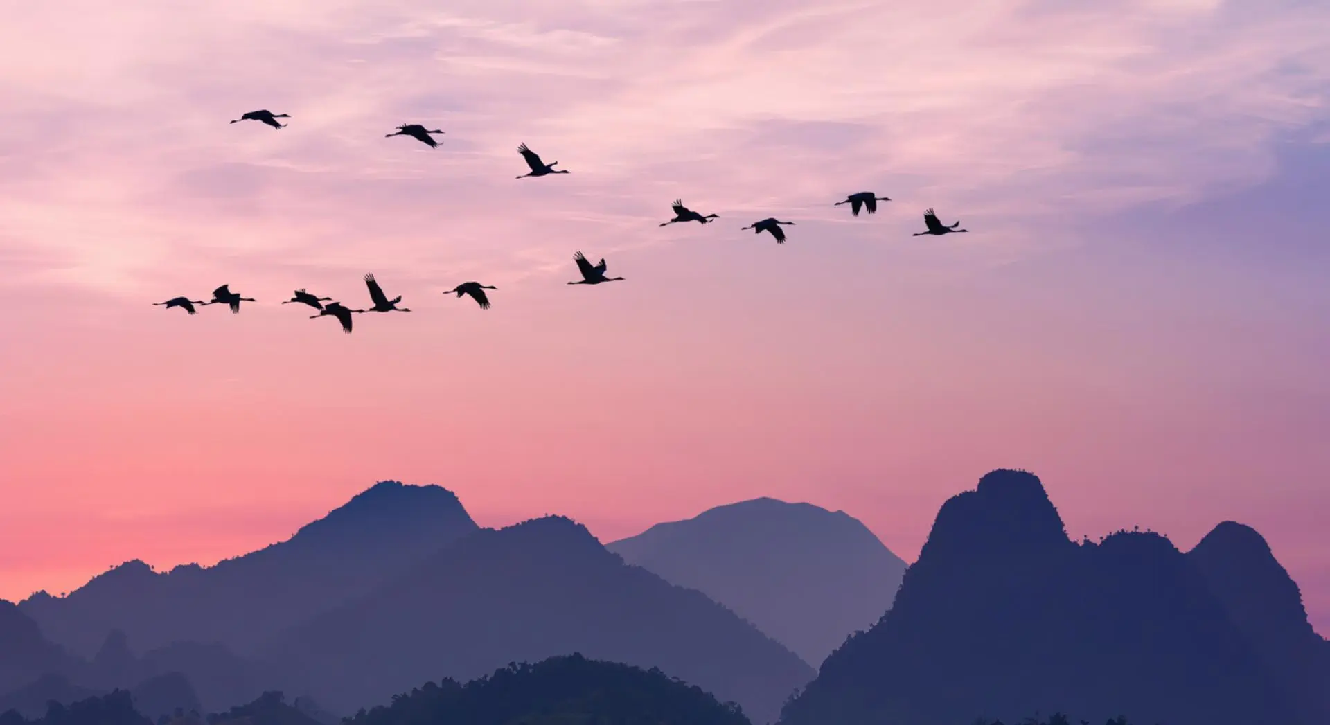 Here is how migratory birds cross entire continents with uncanny precision, according to scientists