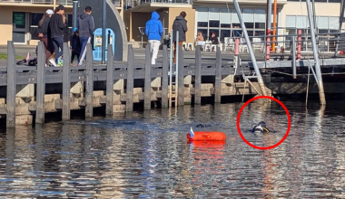 450kg haul pulled from Aussie waters highlights spread of relentless pest