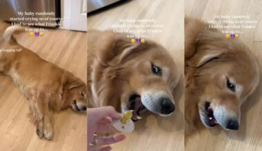 Golden Retriever’s Antics Leave Baby Crying & Mom in Absolute Disbelief