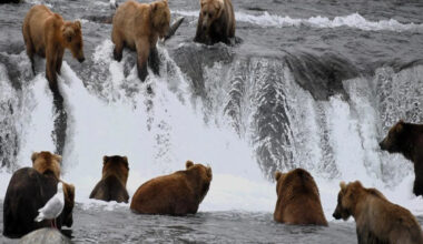 Gloucestershire photographer captures spectacular Alaska brown bear salmon run
