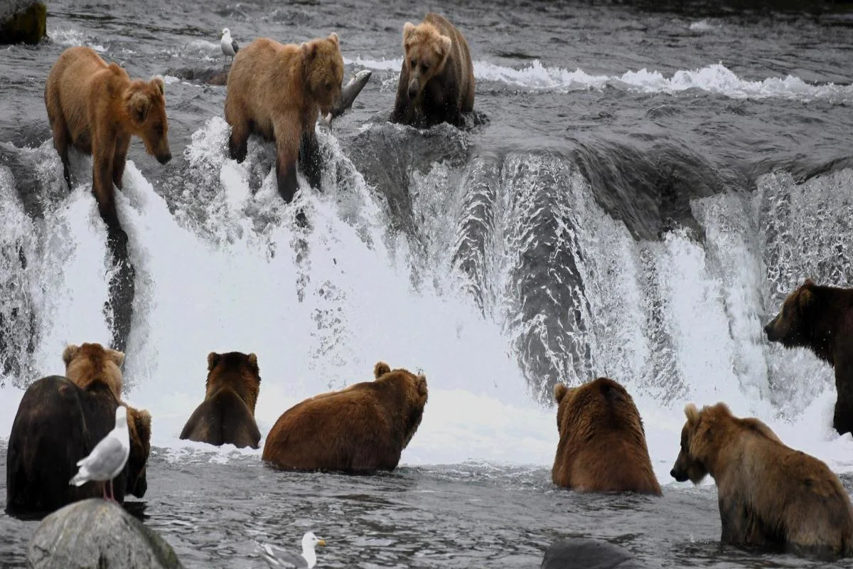 Gloucestershire photographer captures spectacular Alaska brown bear salmon run