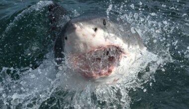 71-Year-Old Lifeguard Pulled Under by Great White Shark