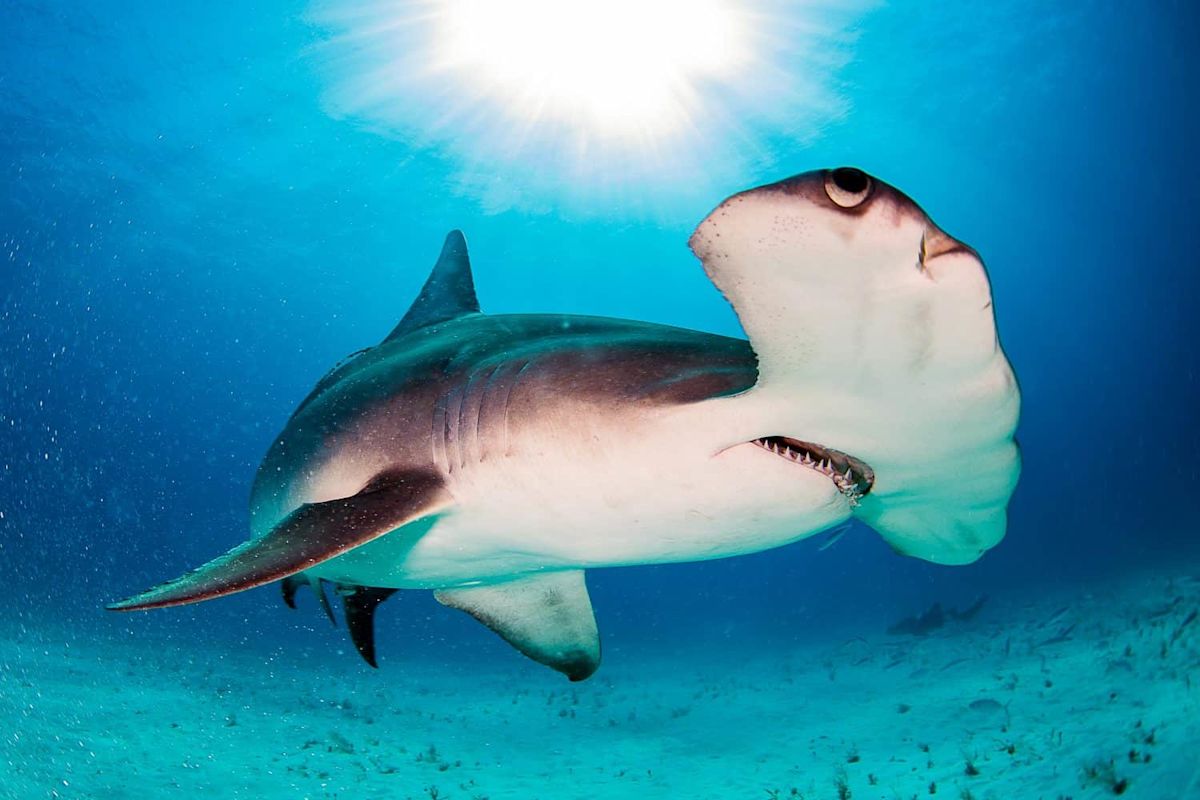 Watch a Hammerhead Hunt a Tarpon Feet from Key West Tourists