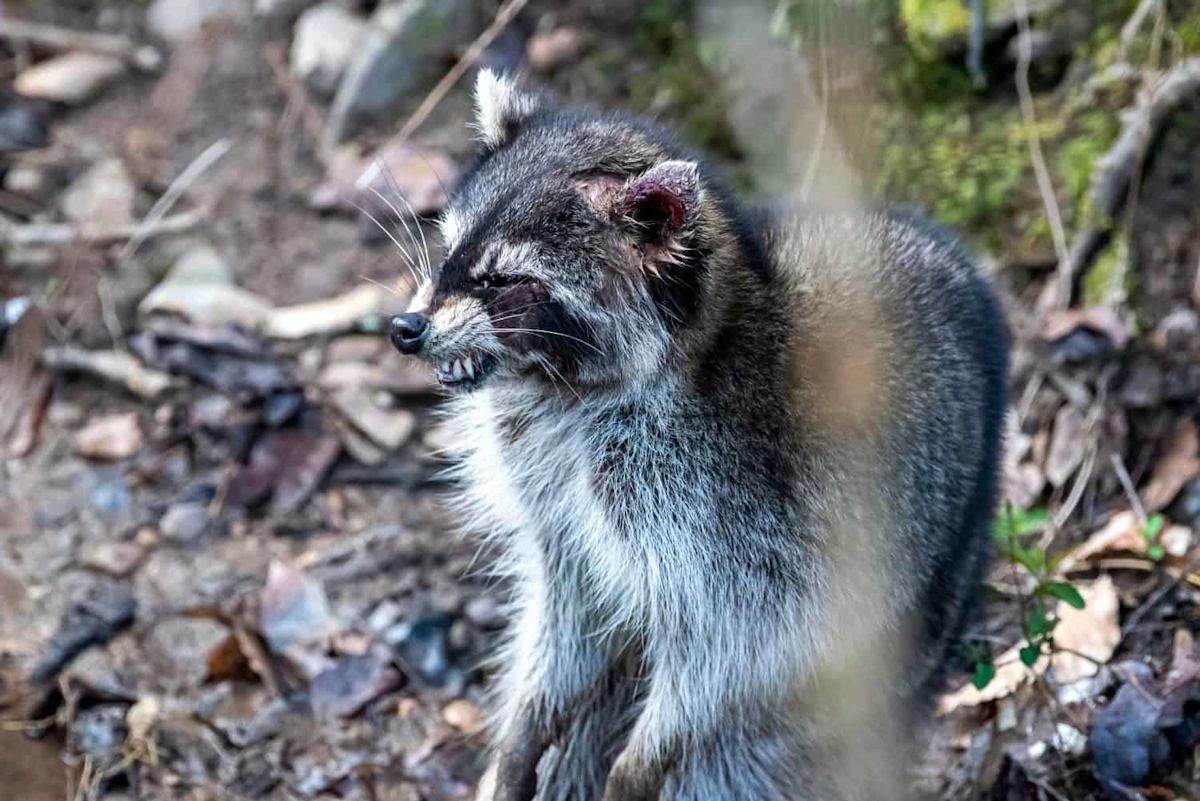 What a Rabid Animal Actually Looks Like