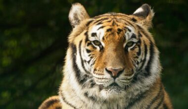 Limping tiger rescued from circus put to sleep